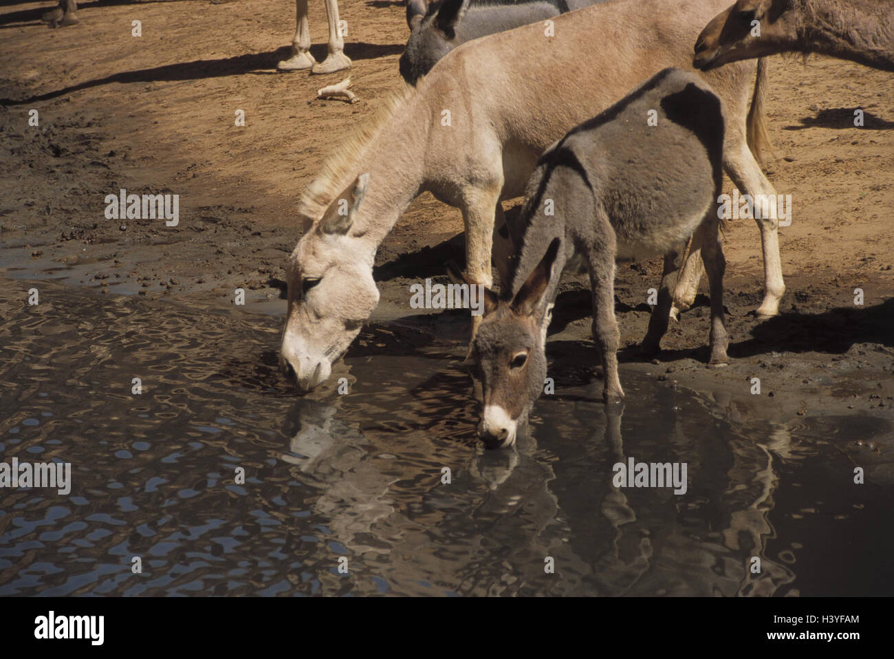 Il Ciad, mesa paese Ennedi, guelta d'Archei, luogo di irrigazione, asino, cammello, bere centrale, Africa, paese senza sbocco sul mare, Sahara, gulch, canyon, gole d'Archei, acque, fiume, acqua, animali mammiferi, soprattutto per la sopravvivenza, Foto Stock
