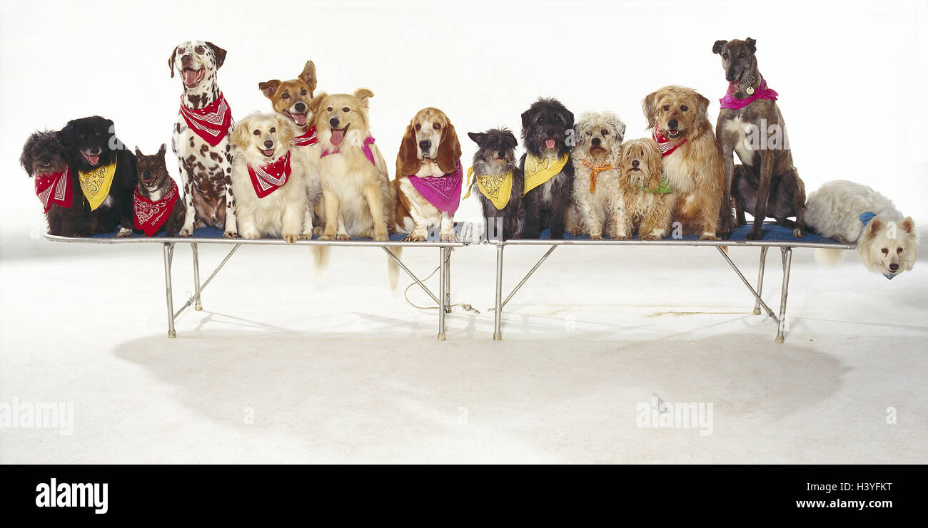 Cani, diverso, neckerchiefs mammiferi, doggy, Canidae, animali domestici, cani, gare, diversamente, cani pedigree, ibridi, lettino, siedono fianco a fianco, studio, tagliate Foto Stock