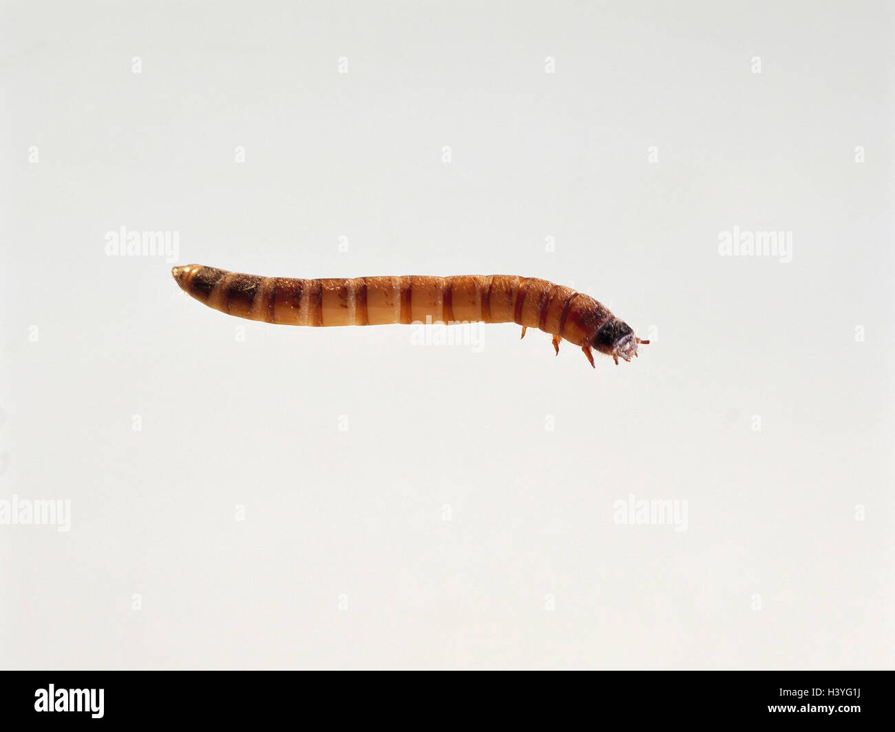 Mealworm larva, pasto-worm, Tenebrio molitor, insetti, insetto coleottero nero, Tenebrionidae, larva, mealworm larva, stadio di larva, Pest, cibo di Pest, cibo di Pest, studio Foto Stock