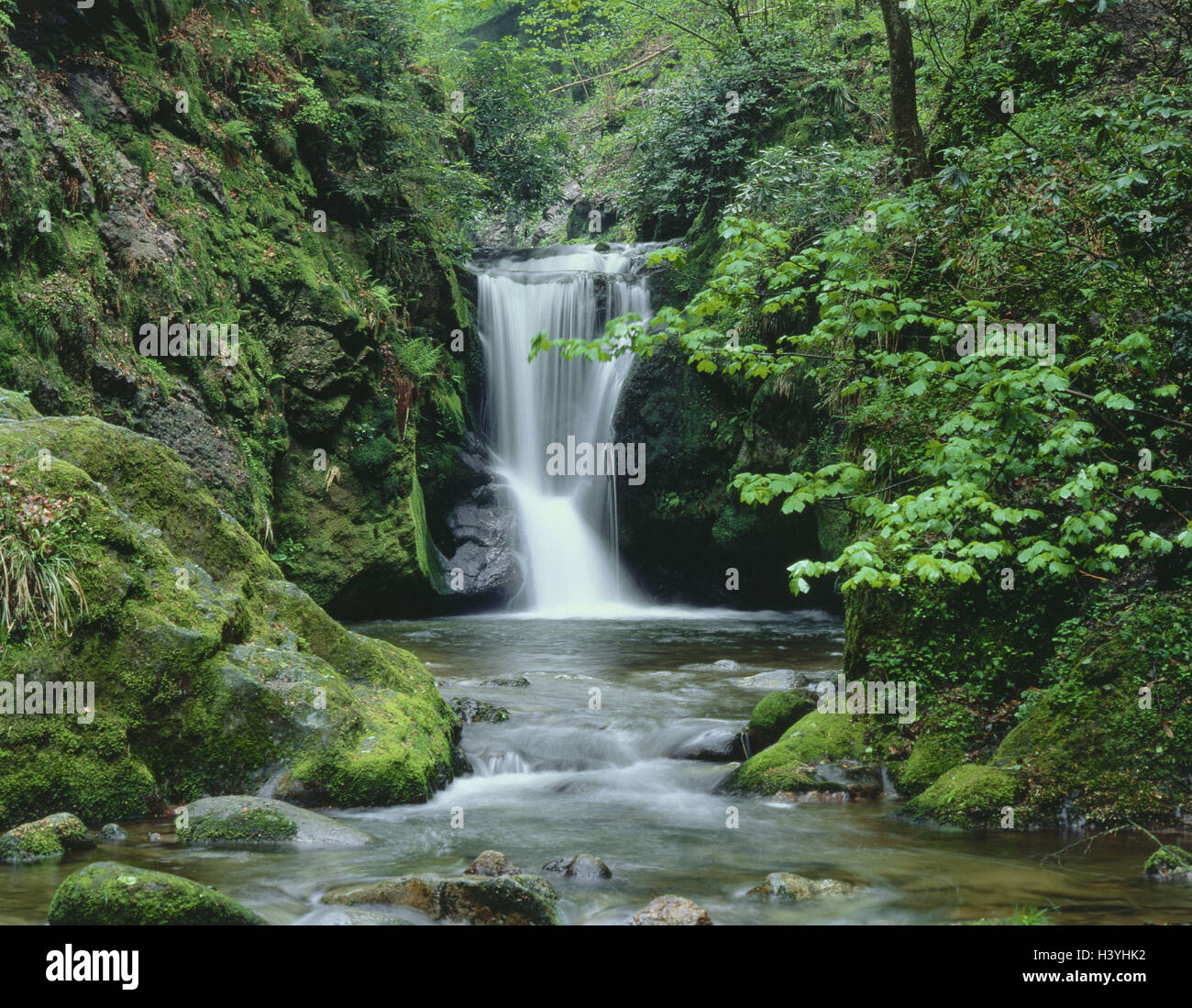 Germania, Foresta Nera, cascata, non liberamente per creare poster / foto sfondo / Dott.ssa, Europa Centrale, Europa, repubblica federale, montagne, legno, foresta brook, mountain brook, wild brook, Brook, acqua, portata, la natura, la vegetazione, estate, freschezza Foto Stock