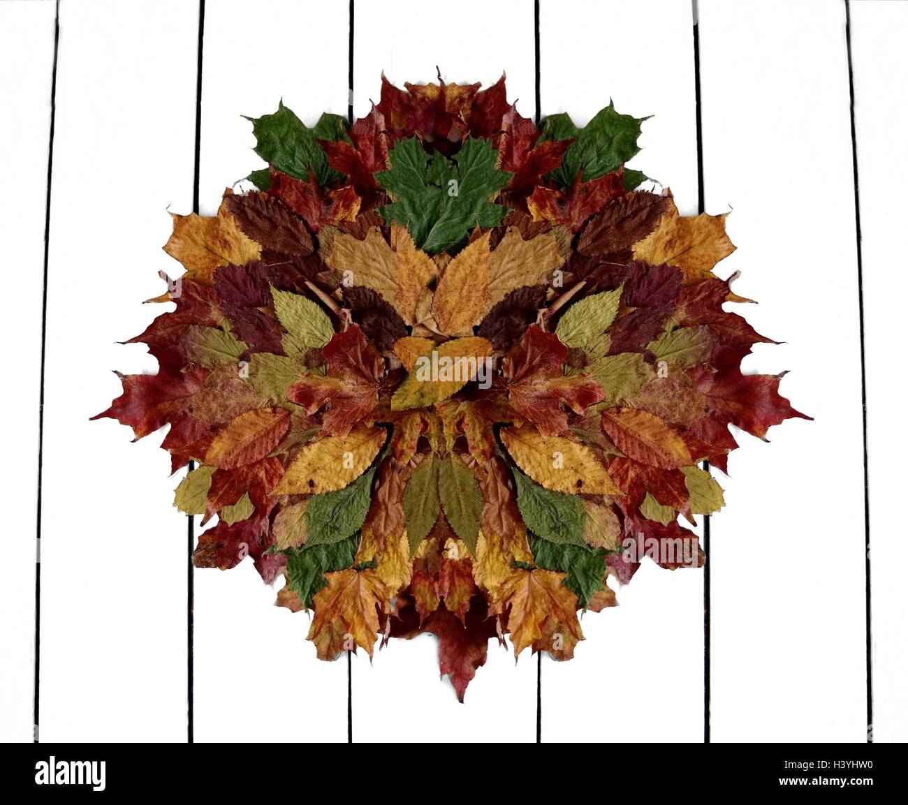 Raccolta e visualizzazione di autunno leafs per mostrare la vasta gamma di forme e colori per adattarsi alla stagione renderebbe un grande wall art Foto Stock