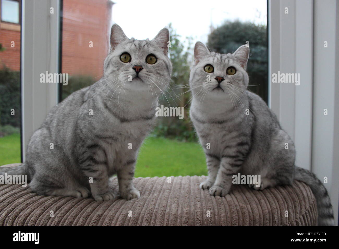 Due British Shorthair fratello gemello gatti guardando curioso Foto Stock