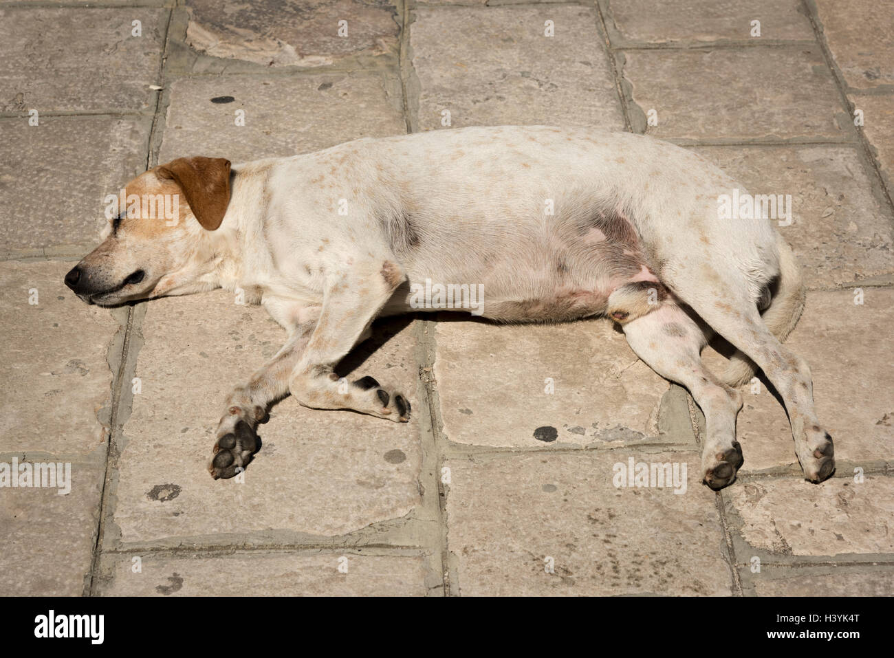 Un mongrel cane dorme nel sole caldo su un percorso in pietra d'estate. Lasciare i cani a pelo menzogna. Foto Stock