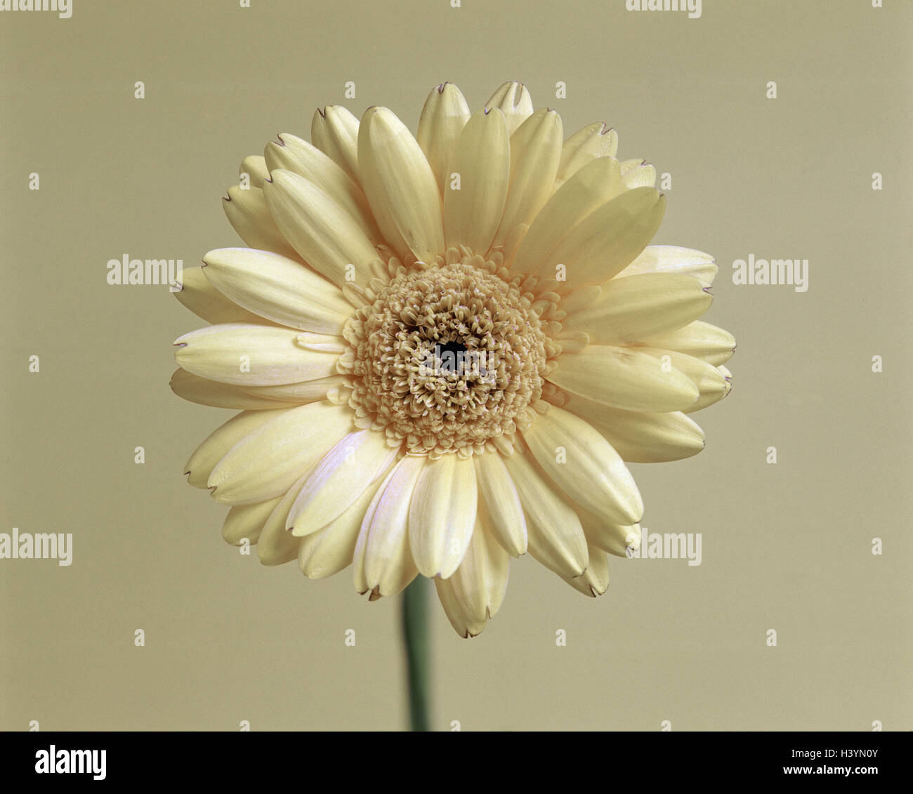 Gerbera, fiore di colore crema, fiori, piante, fiori recisi, compositi, la  linguetta a fiori, petali, botanica, testa di fiori, petali, estate fiore,  fotografia del prodotto, still life Foto stock - Alamy