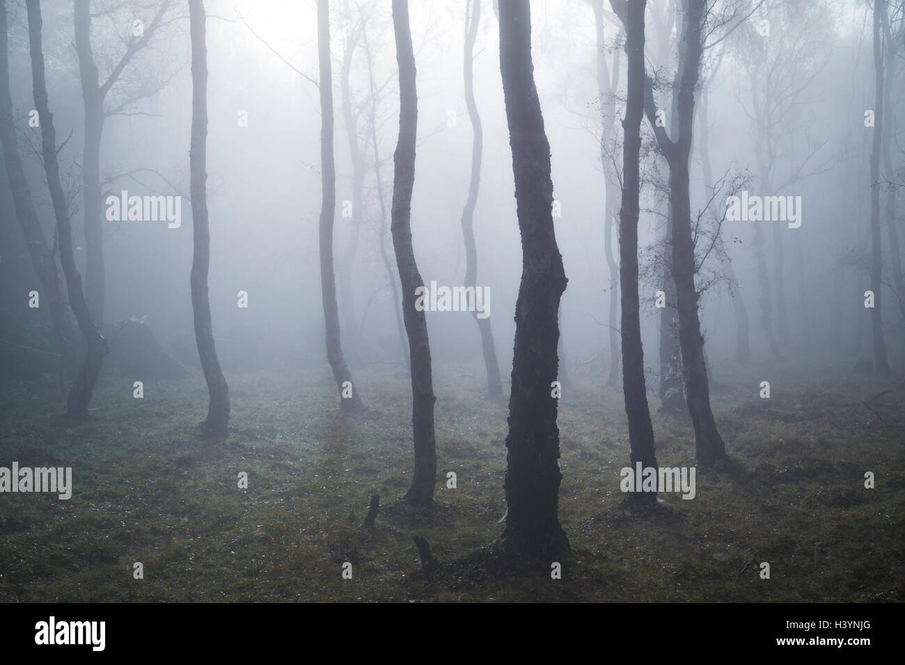 Misty Woodland, Bolehill Quarry, Peak District, Inghilterra, Regno Unito Foto Stock