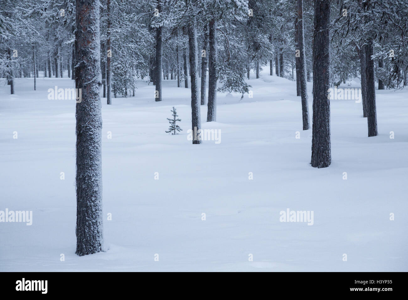 La Taiga forest nella neve, Finlandia Foto Stock