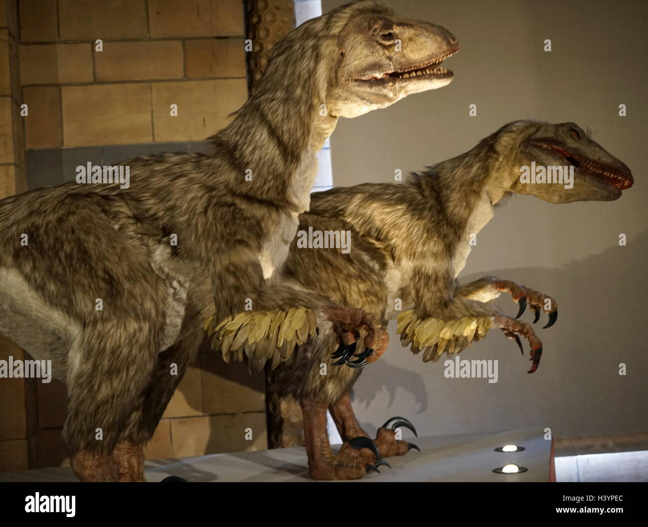 Modello di Deinonychus un genere di carnivori coelurosaurian dromaeosaurid dinosauri. Recante la data del XXI secolo Foto Stock