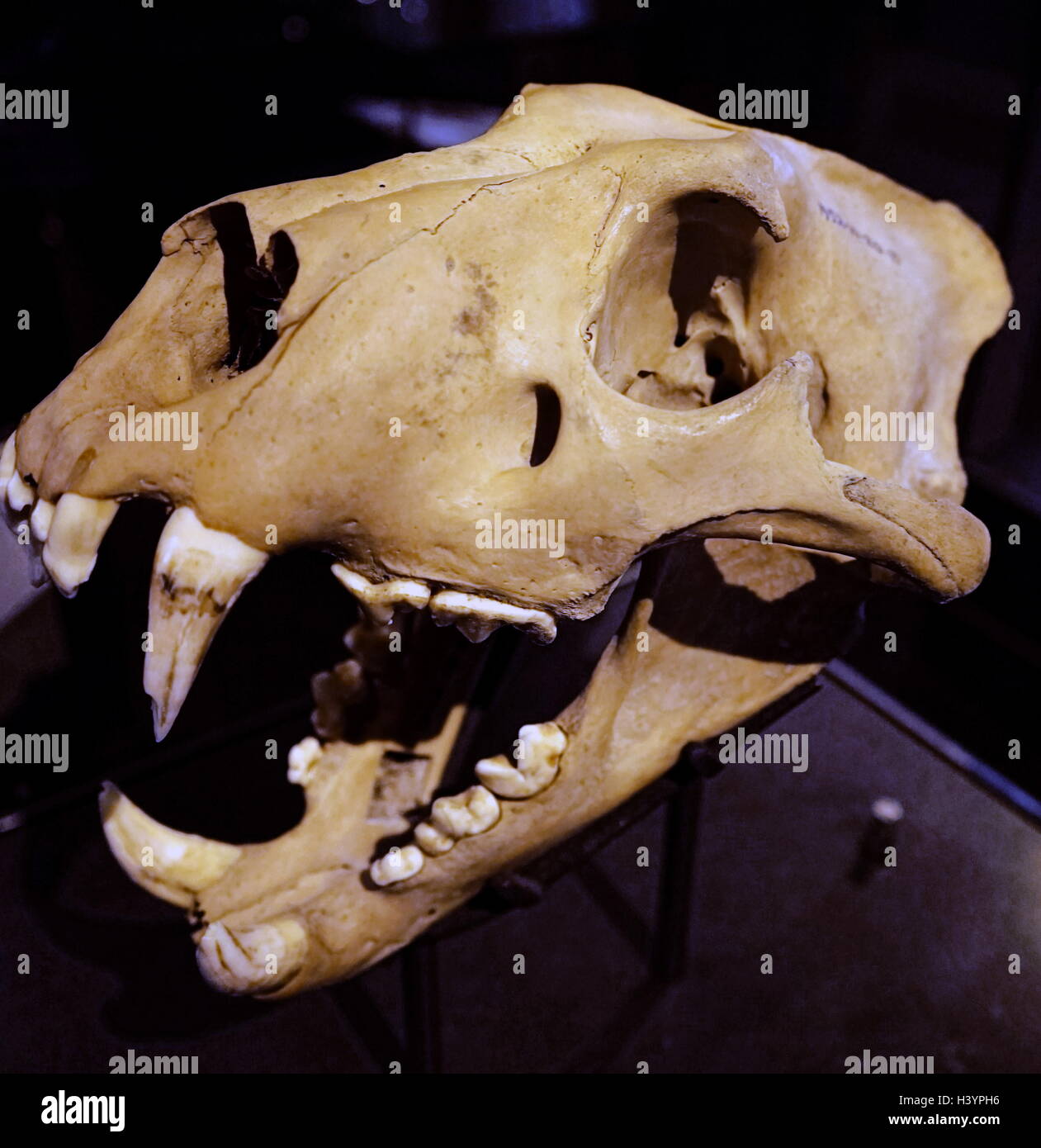 Barberia lion cranio, noto anche come Atlas Lion, precedentemente nativo per l'Africa del Nord. Datato xiv secolo Foto Stock
