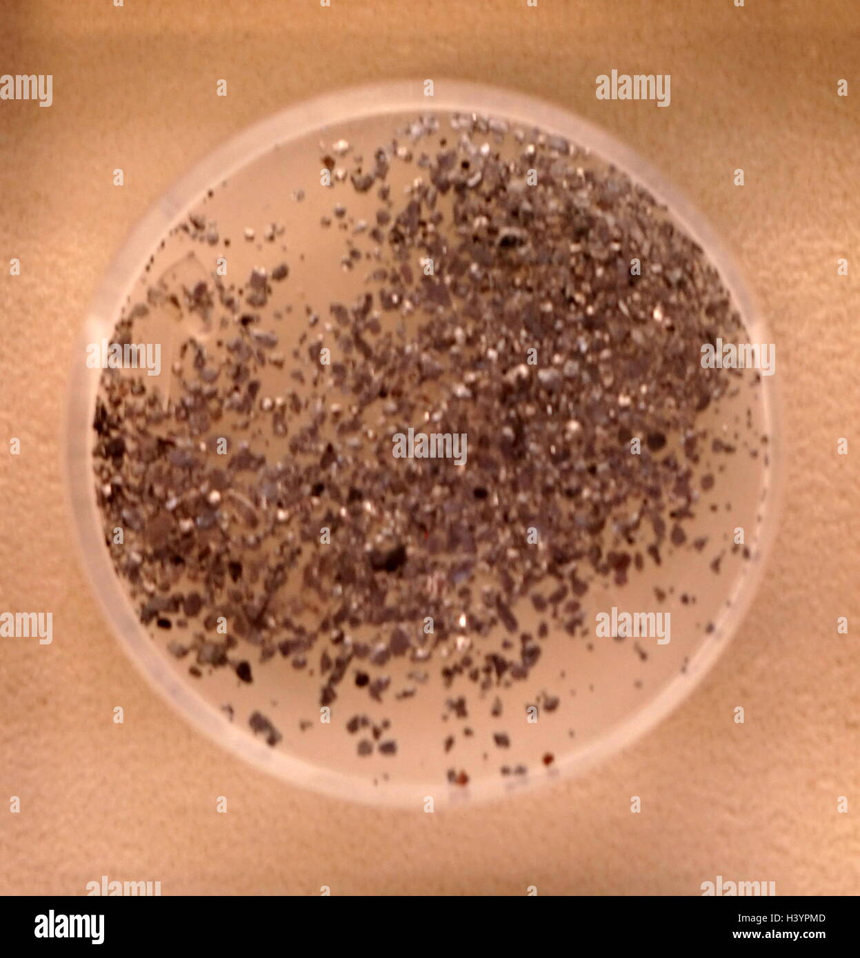 Un campione di platino grani, una fitta, malleabile duttile, altamente reattivi, preziosa, grigio-bianco di metallo di transizione. Recante la data del XXI secolo Foto Stock
