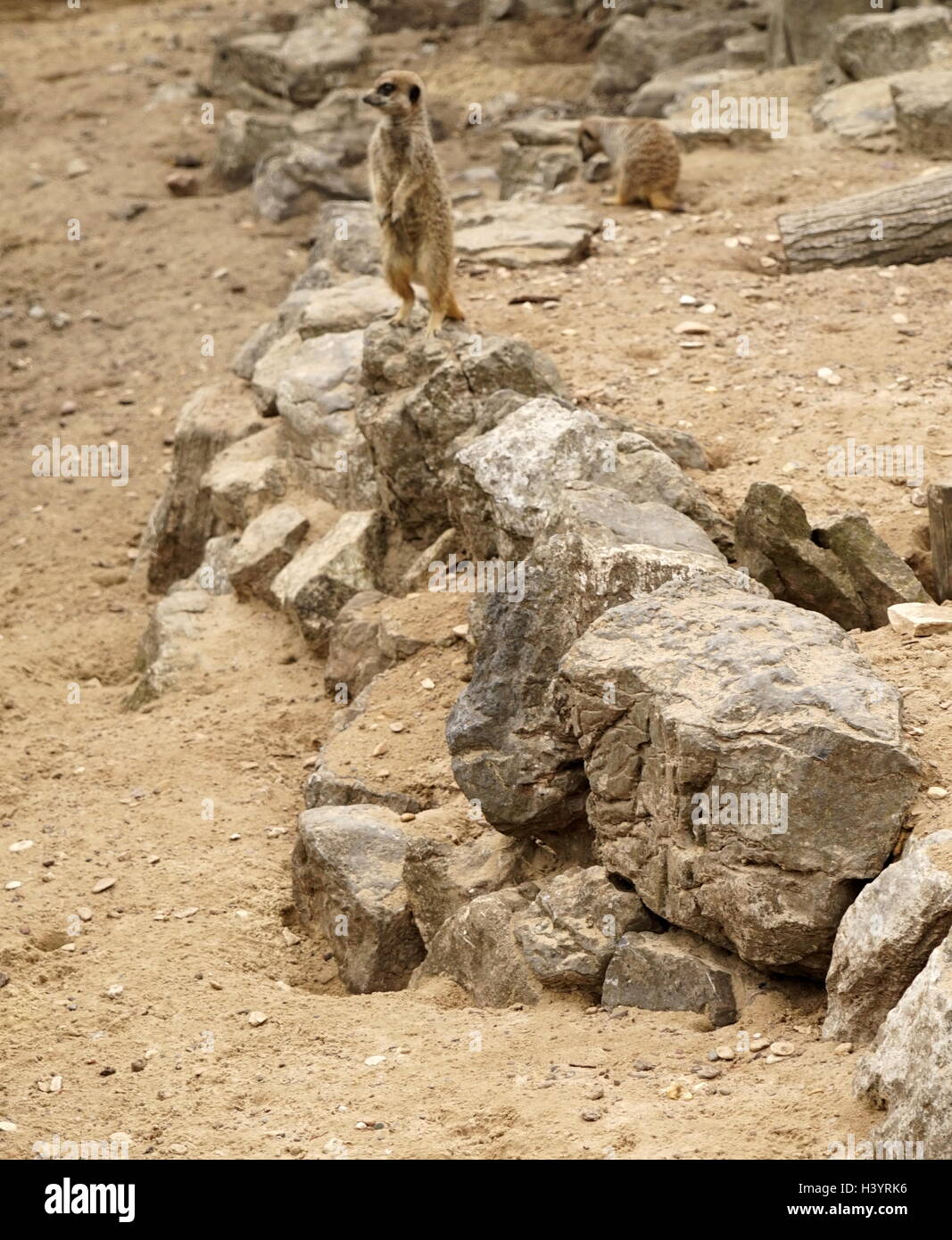 Il meerkat o suricate (Suricata suricatta). Un piccolo carnivoran appartenenti alla famiglia mangusta (Herpestidae). È il solo membro del genere Suricata. Meerkats vivono in tutte le parti del deserto del Kalahari in Botswana, in gran parte del deserto del Namib in Namibia e Angola sudoccidentale, e in Sud Africa. Foto Stock
