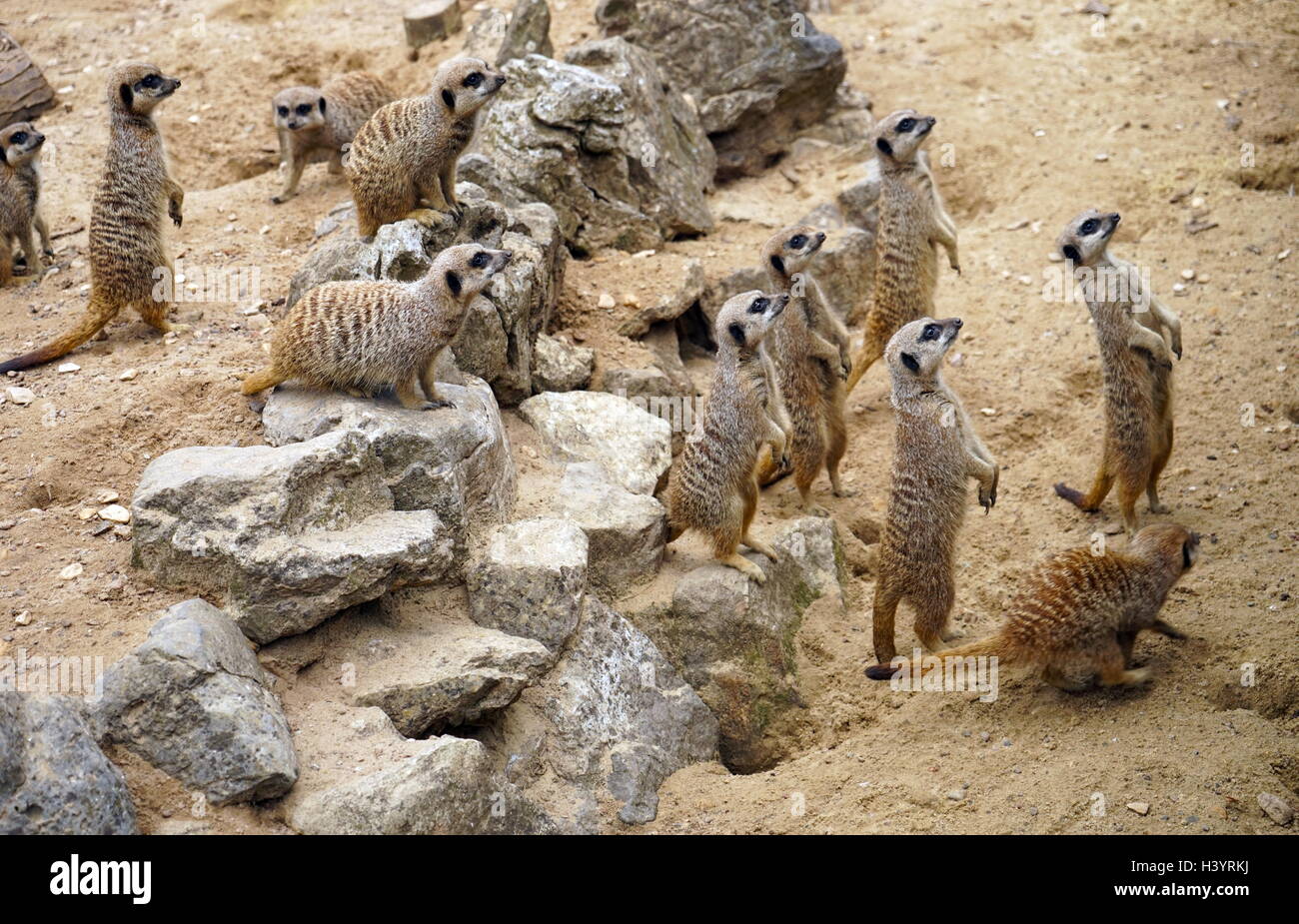 Il meerkat o suricate (Suricata suricatta). Un piccolo carnivoran appartenenti alla famiglia mangusta (Herpestidae). È il solo membro del genere Suricata. Meerkats vivono in tutte le parti del deserto del Kalahari in Botswana, in gran parte del deserto del Namib in Namibia e Angola sudoccidentale, e in Sud Africa. Foto Stock