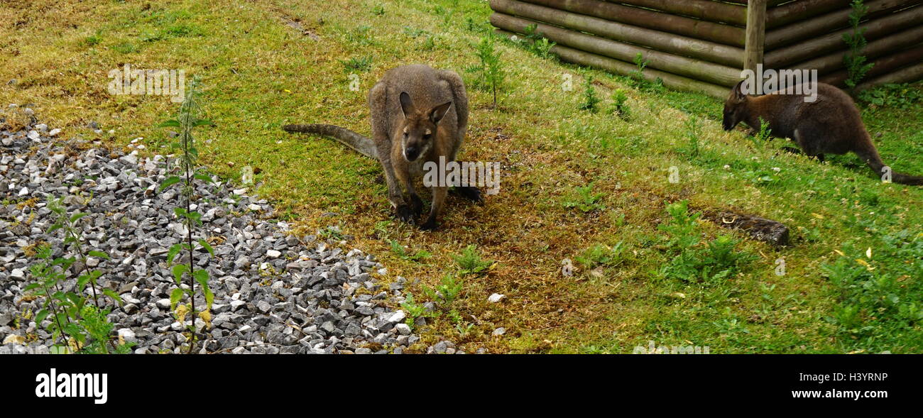 Il Rosso Colli wallaby o il Bennett's wallaby (Macropus rufogriseus) è una di medie dimensioni macropod marsupiale (wallaby), comune nel più moderato e fertile parti dell'Australia orientale, compresa la Tasmania. Foto Stock