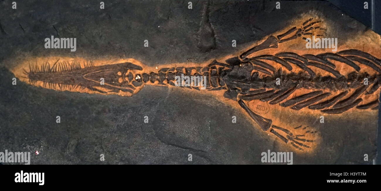 Fossile di un Mosasaur, un gruppo estinto di grandi rettili marini. Recante la data del XXI secolo Foto Stock