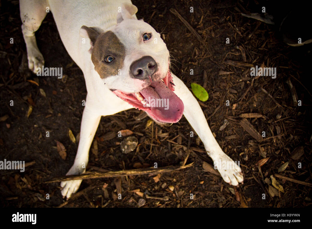 Pit bull terrier cane giocando con un bastone Foto Stock