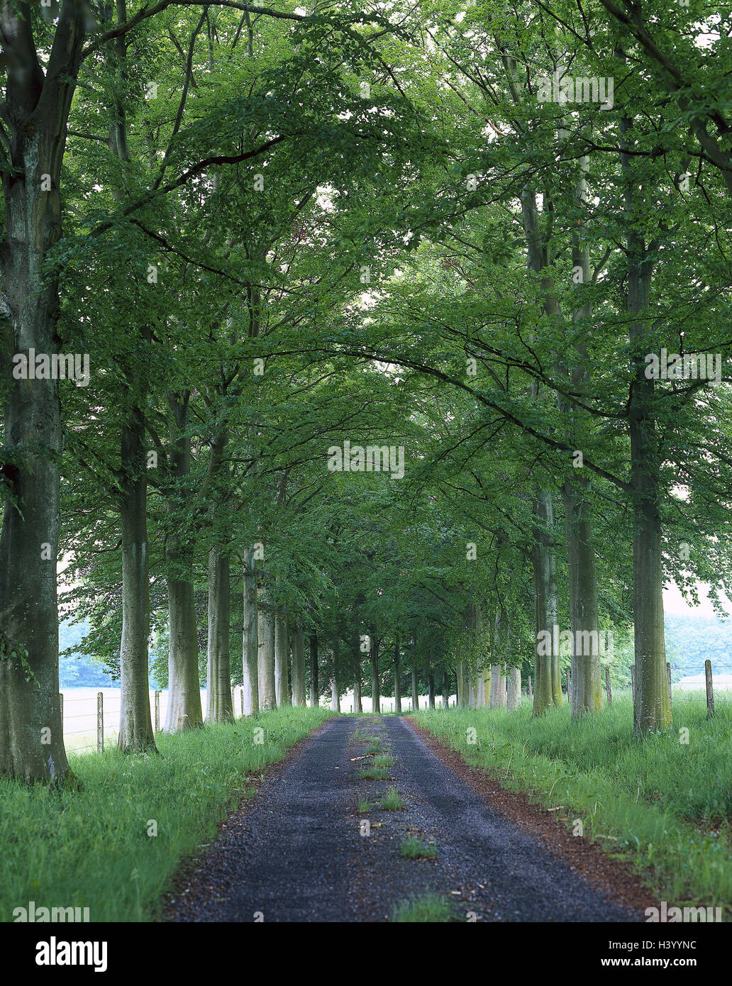 Belgio, Ardenne, Tintigny, avenue, estate, Europa, Benelux, street, alberi, boschi di latifoglie, avenue alberi, piante, serie ad albero, di riposo e di silenzio, idillio, deserte, natura, verde Foto Stock