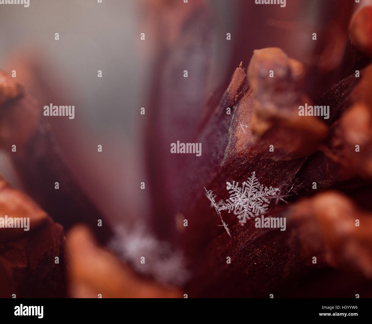 Close-up di un fiocco di neve su una pigna Foto Stock
