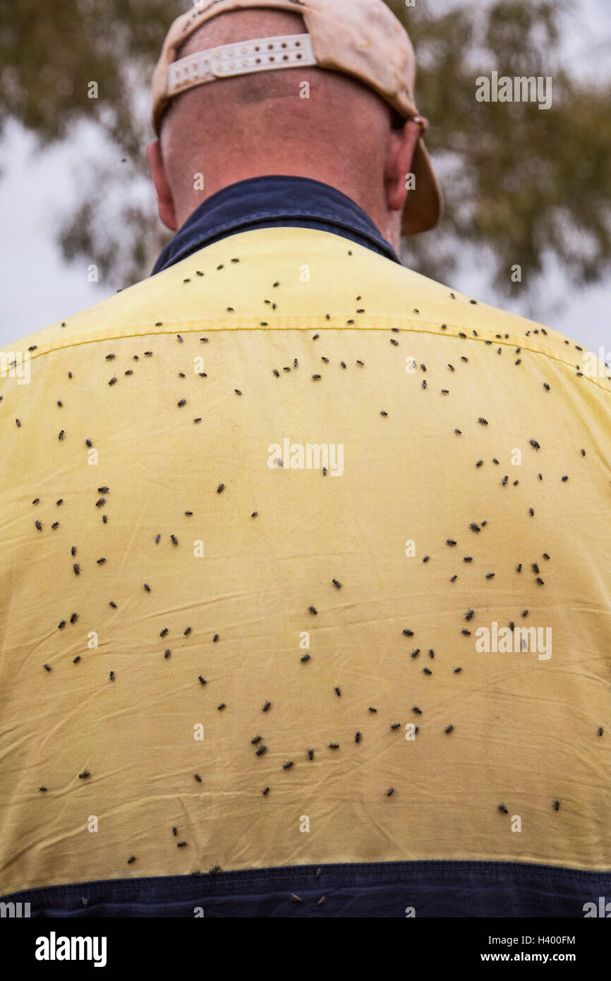 Vista posteriore dell'uomo con mosche che copre la sua indietro Foto Stock