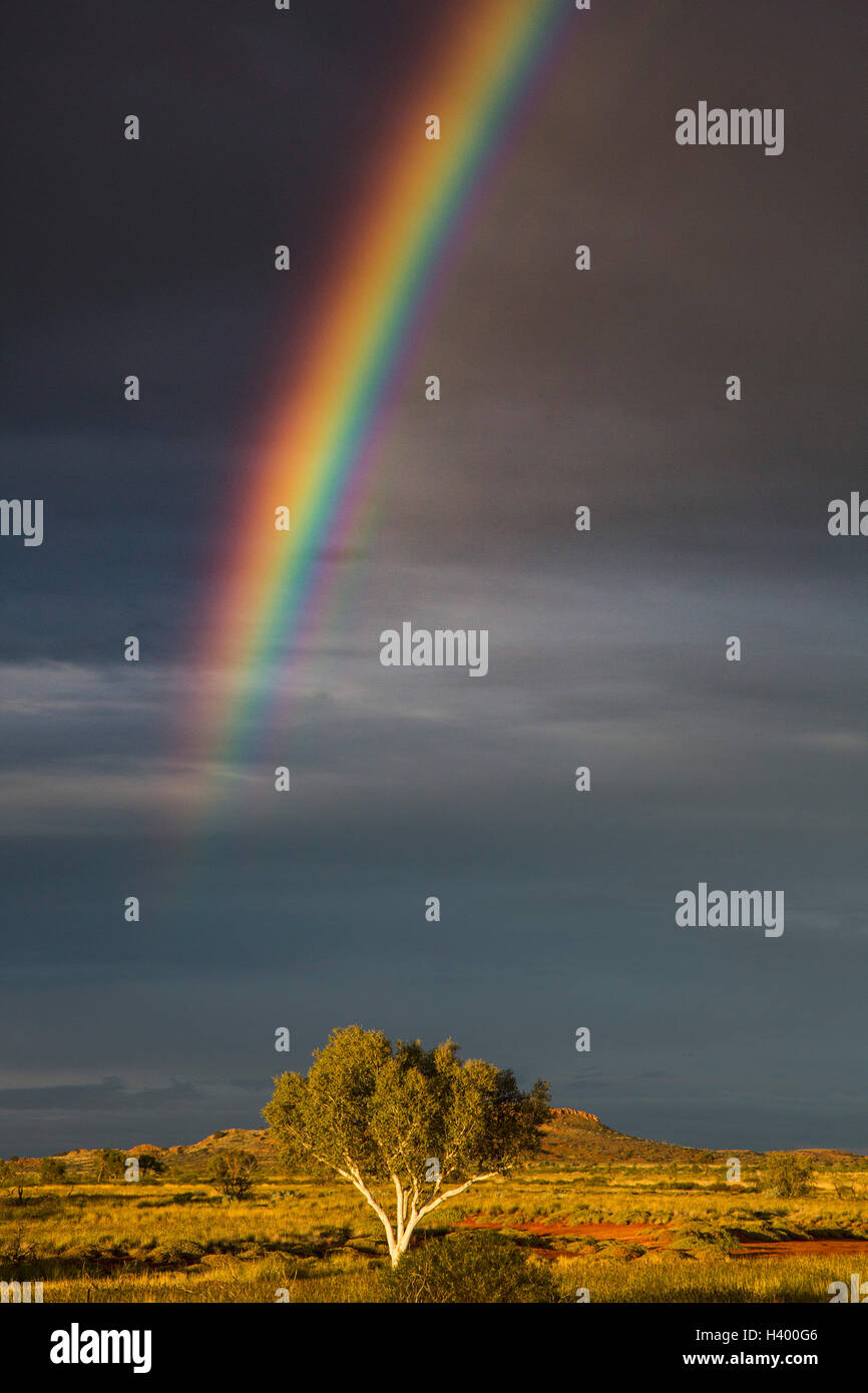 Vista panoramica di Rainbow su albero che cresce sul campo erboso, Newman, Australia occidentale, Australia Foto Stock