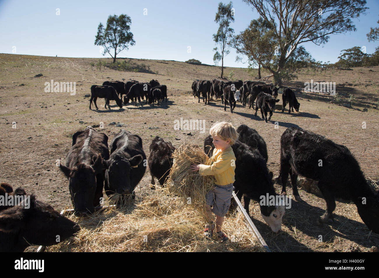 Ragazzo che trasportano il fieno mentre in piedi da bovini sul campo Foto Stock