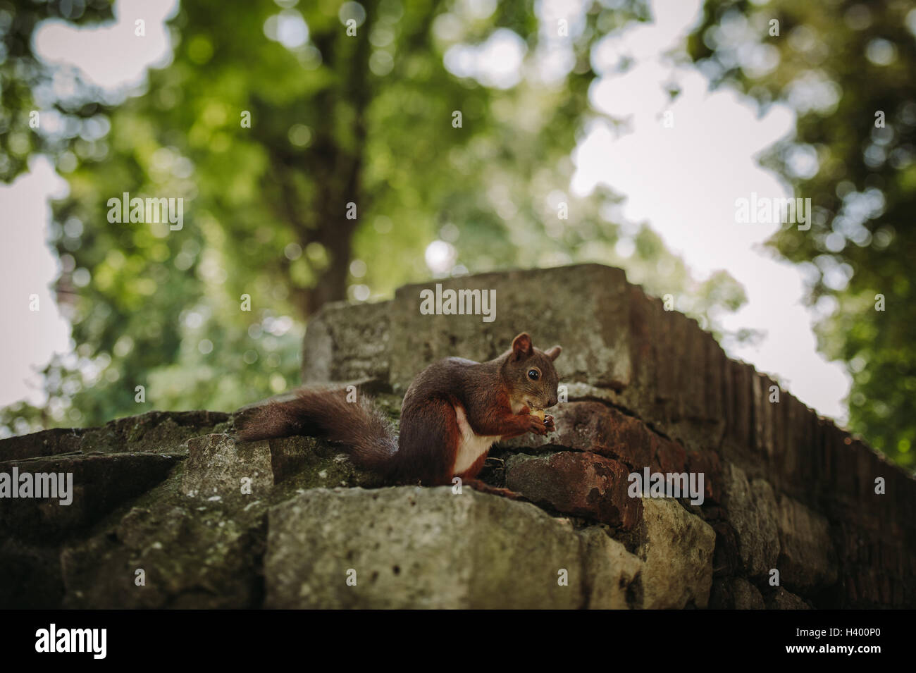 Lo scoiattolo mangiare una ghianda nel parco, Kalemegda, Belgrado, Serbia Foto Stock