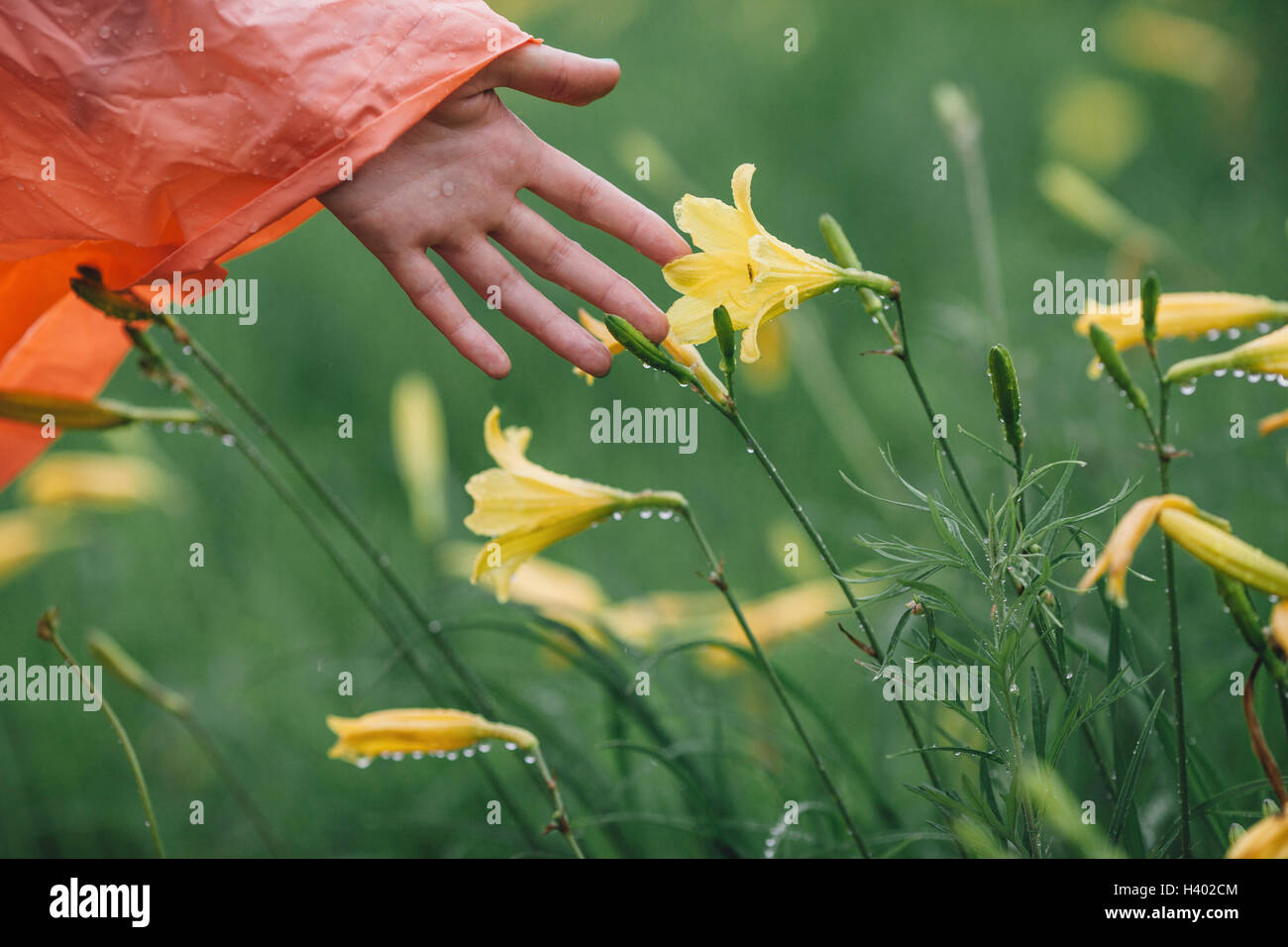 Immagine ritagliata di mano toccando umido giallo fiori durante la stagione delle piogge Foto Stock