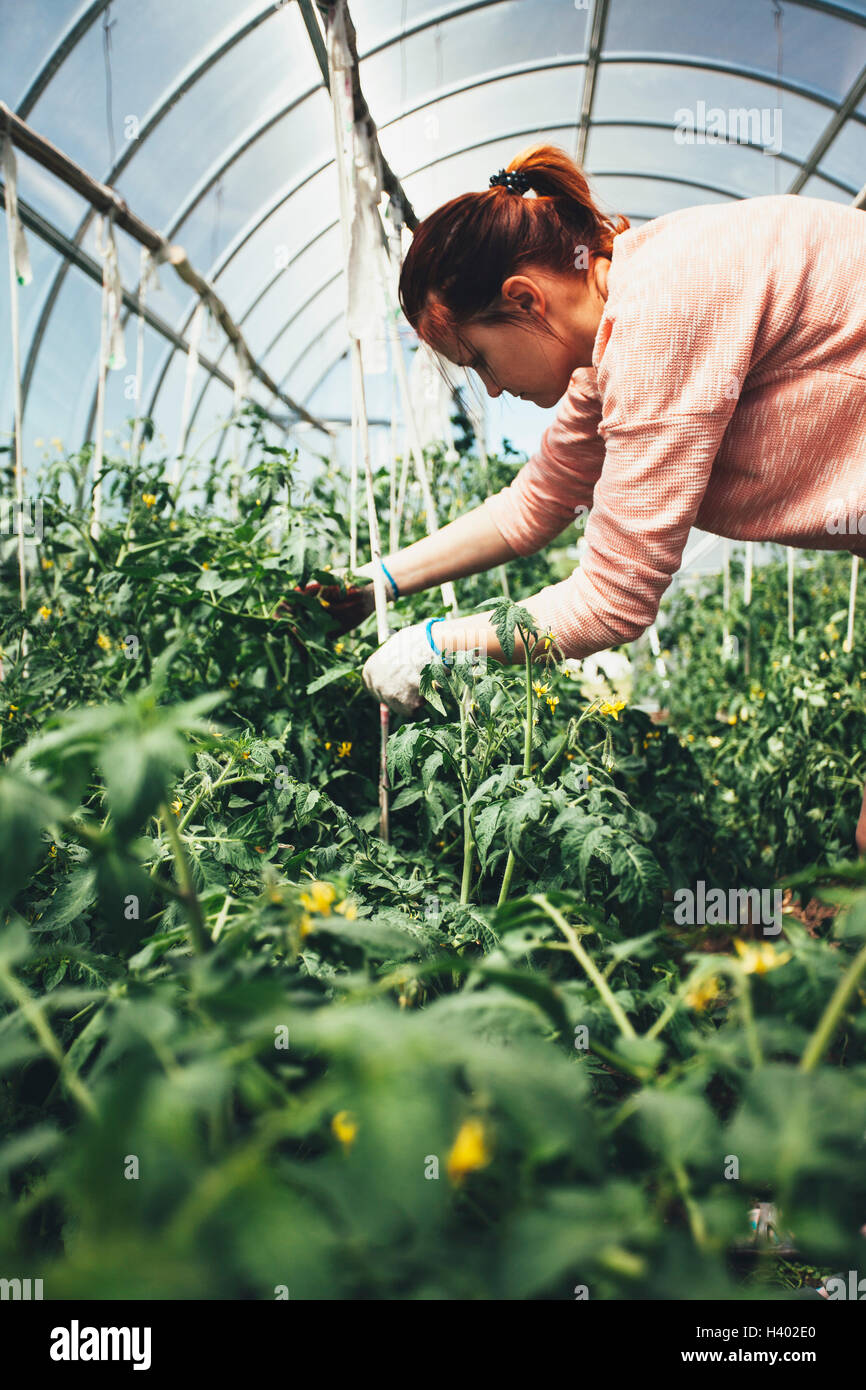 Donna che lavorano su piante di ortaggi in serra Foto Stock