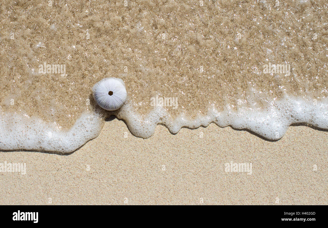 Conchiglia di riccio di mare sulla spiaggia, Antigua e Barbuda Foto Stock