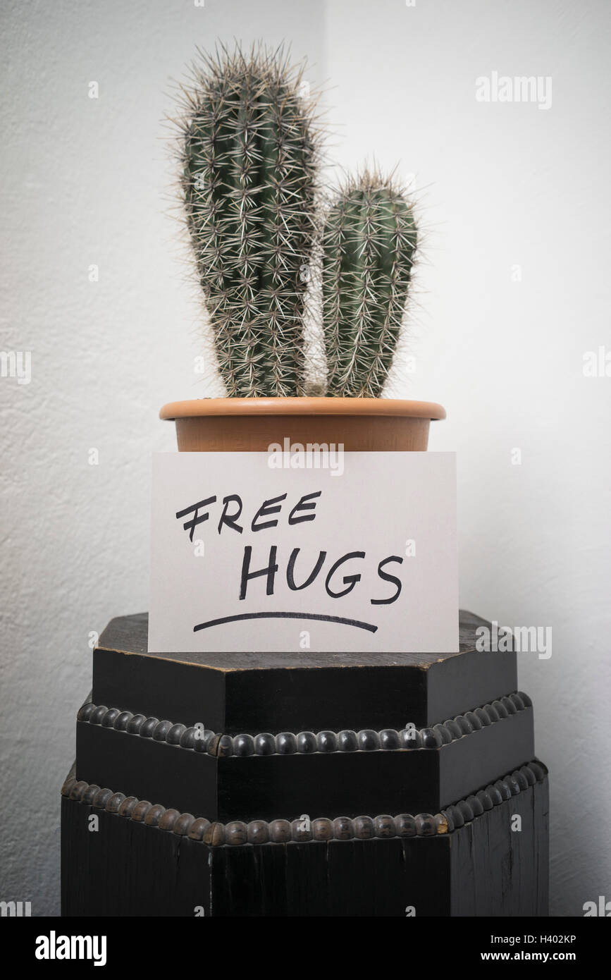 Cactus in pentola con segno contro la parete Foto Stock