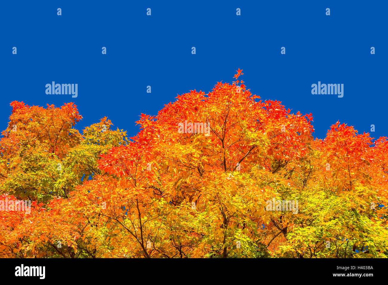 Autunno alberi di acero con foglie rosse contro il cielo blu chiaro a Montreal, Quebec, Canada Foto Stock