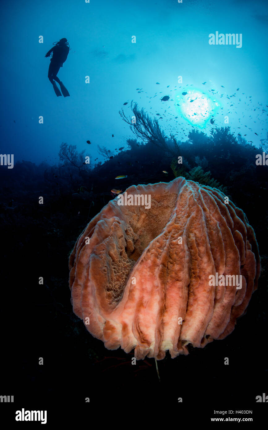 Donna immersioni subacquee con canna gigante spugna, Filippine Foto Stock