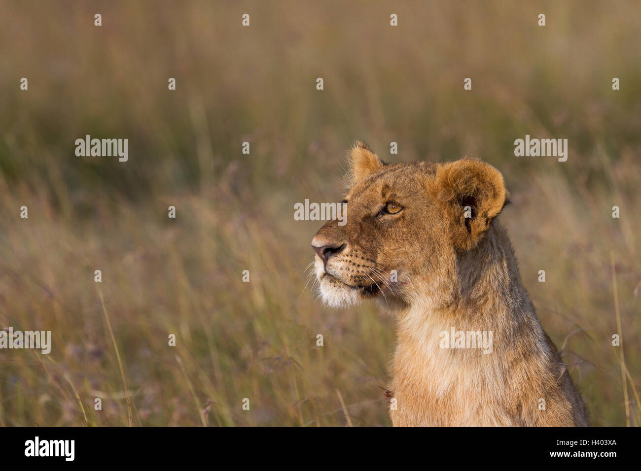 Ritratto di una leonessa, il Masai Mara, Kenya Foto Stock