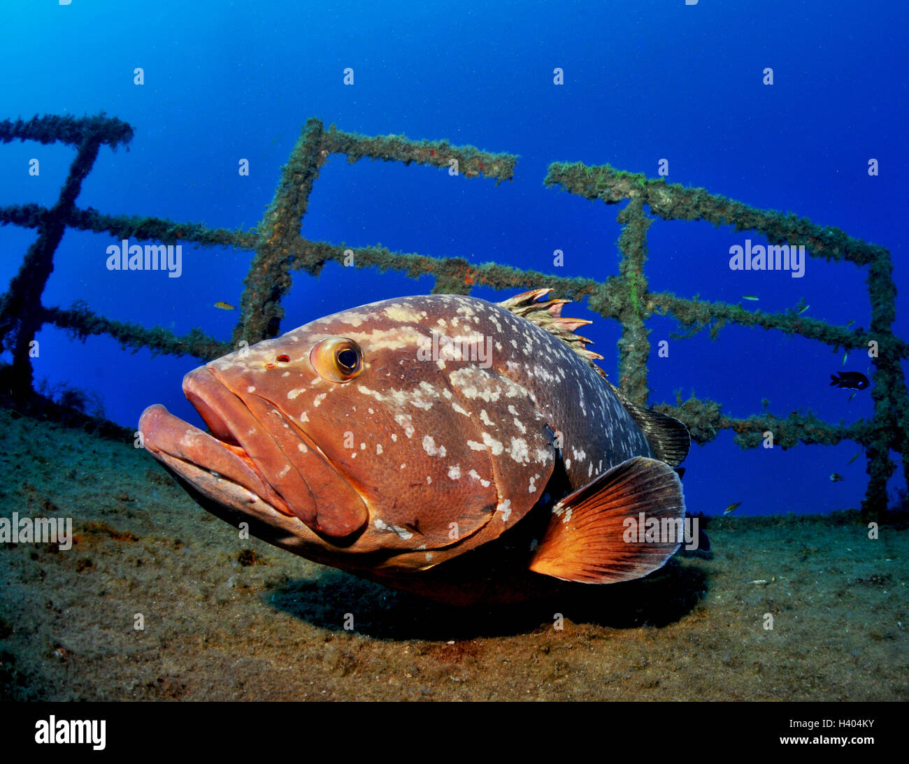 Il raggruppatore sul relitto del Madeirense,, Porto Santo, Portogallo Foto Stock