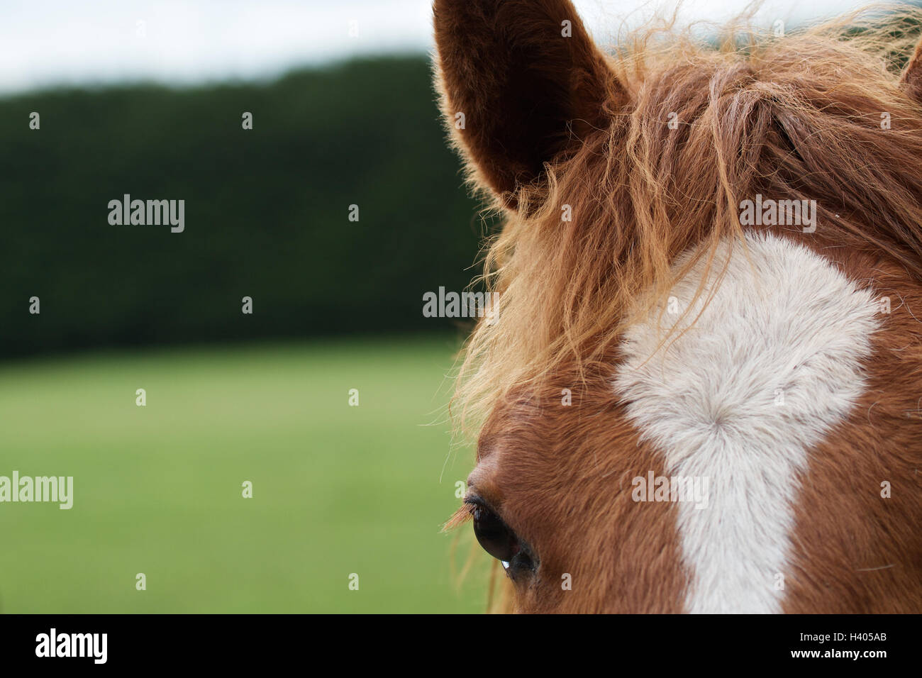Close-up di un cavallo's eye Foto Stock