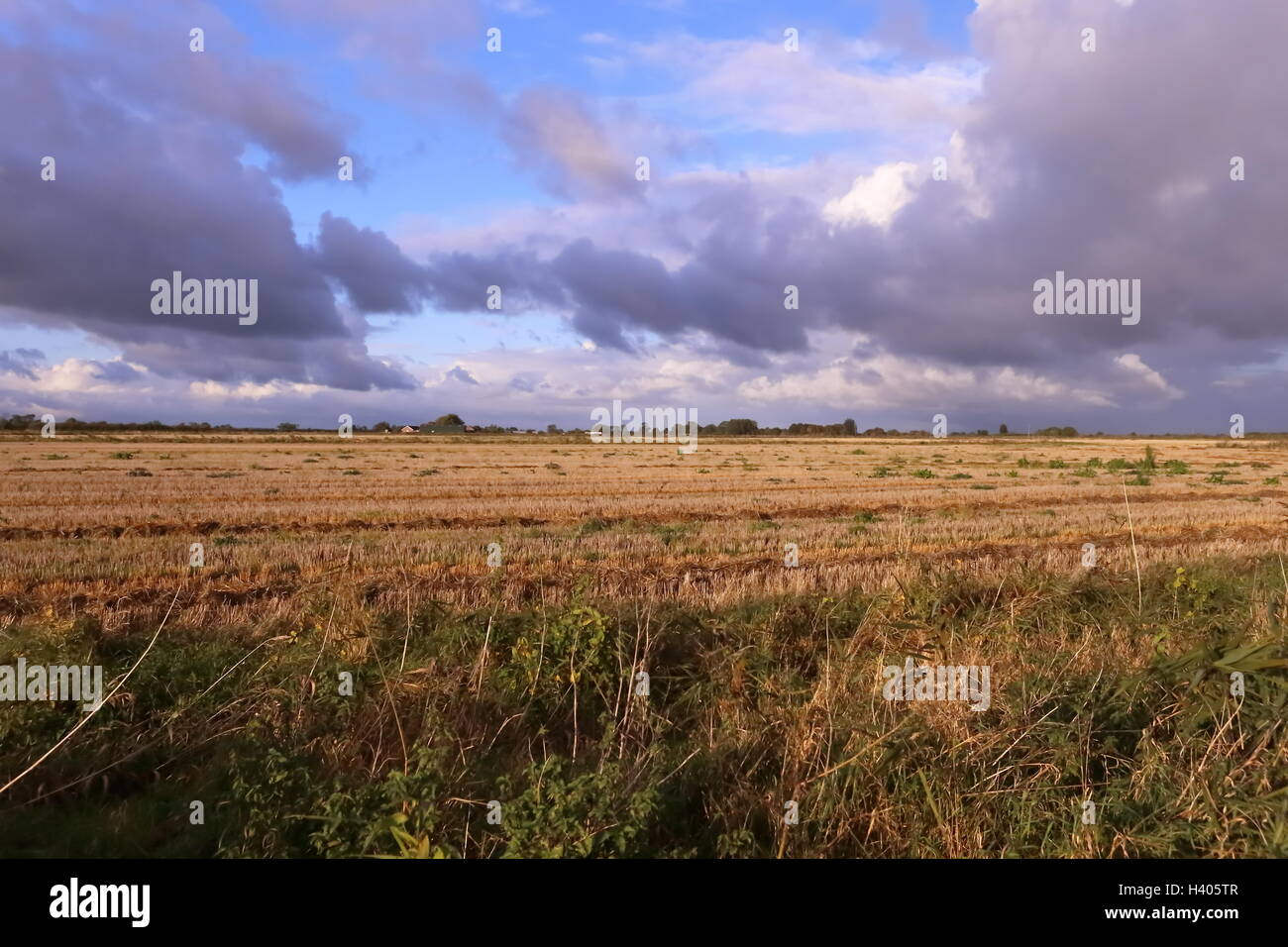 Campo di stoppie in Lincolnshire Fenland - Agricoltura grande cielo blu con nuvole cumulus Foto Stock