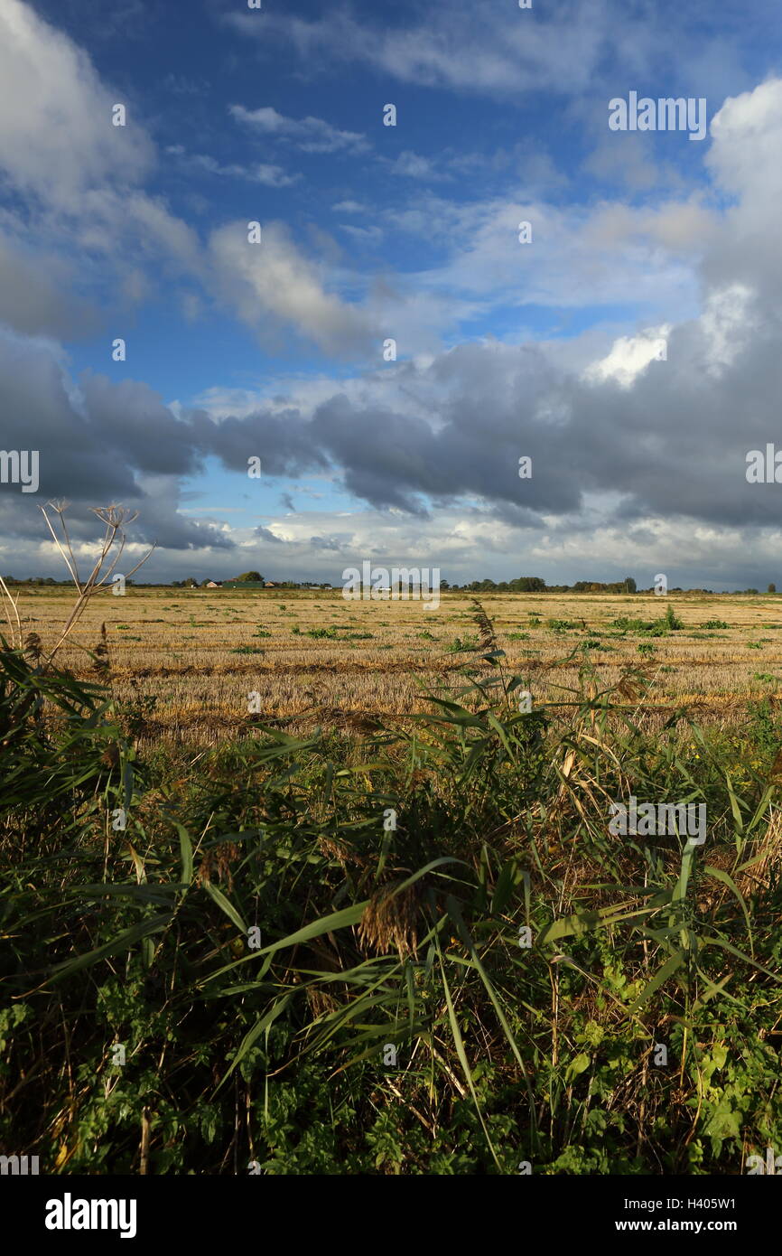Campo di stoppie in Lincolnshire Fenland - Agricoltura Big Blue sky con cumulus nuvole sole serale Foto Stock