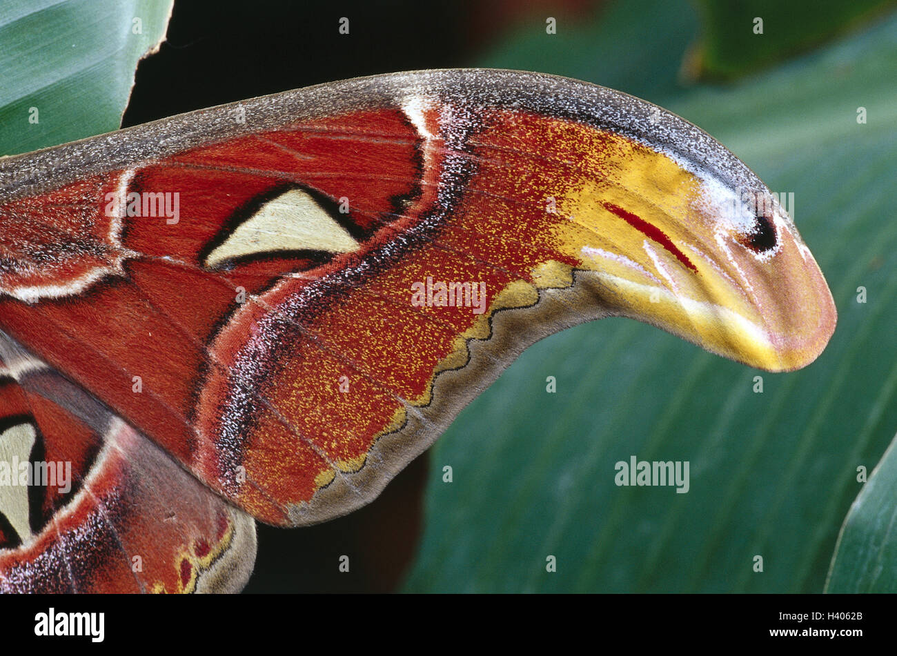 Butterfly, atlas-seta spinner, Attacus atlas, ala, dettaglio, animali, animali, insetti, di insetto, seta spinner, notte butterfly, atlas butterfly, atlas spinner, butterfly, dolcemente, bellezza, colori vivaci e luminosi, struttura campione Foto Stock Butterfly, atlas-seta spinner, Attacus atlas, ala, dettaglio, animali, animali, insetti, di insetto, seta spinner, notte butterfly, atlas butterfly, atlas spinner, butterfly, dolcemente, bellezza, colori vivaci e luminosi, struttura campione Foto Stock