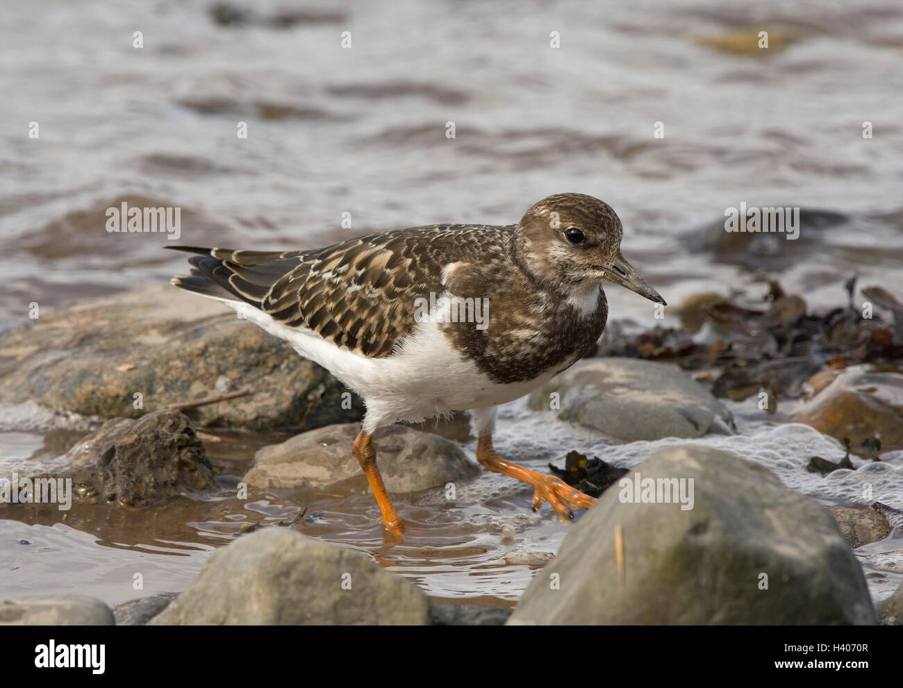 Voltapietre, Arenaria interpres, bambini sui ciottoli in riva al mare, la Knott fine sul mare, Lancashire, Inghilterra, Regno Unito Foto Stock