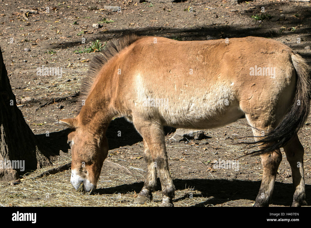 Cavallo di Przewalski [Equus ferus]. Bronx Zoo. Foto Stock
