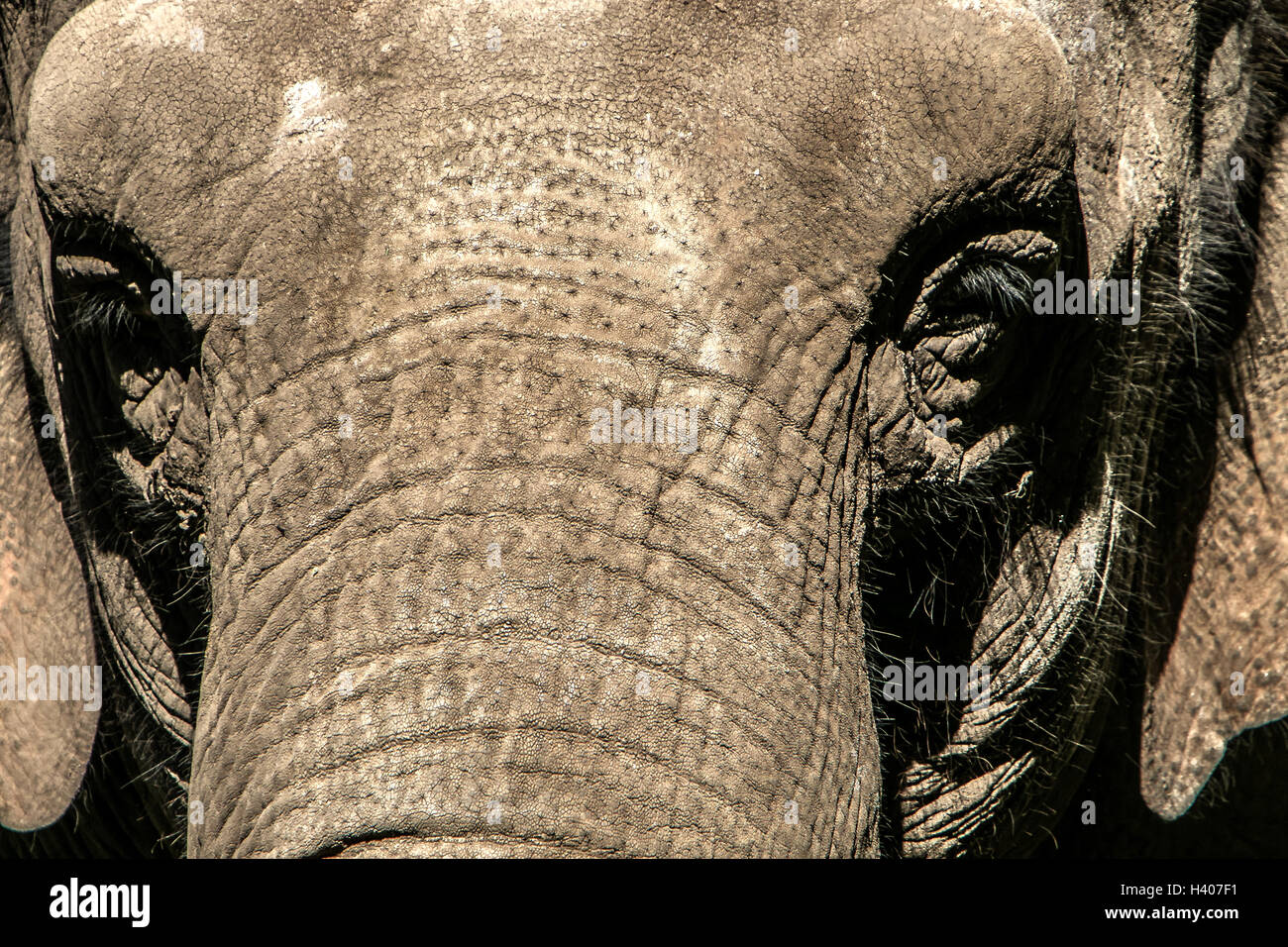 Ritratto di un elefante Foto Stock