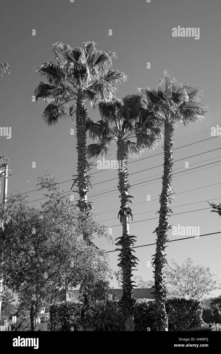 Sabal palme torre sulla scena urbana. Foto Stock