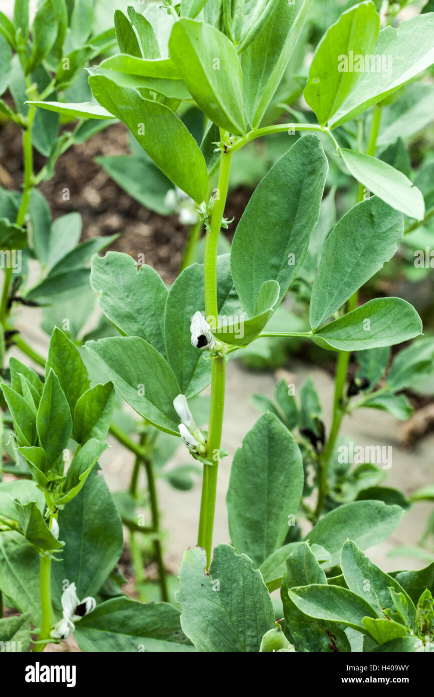 Vicia faba Foto Stock