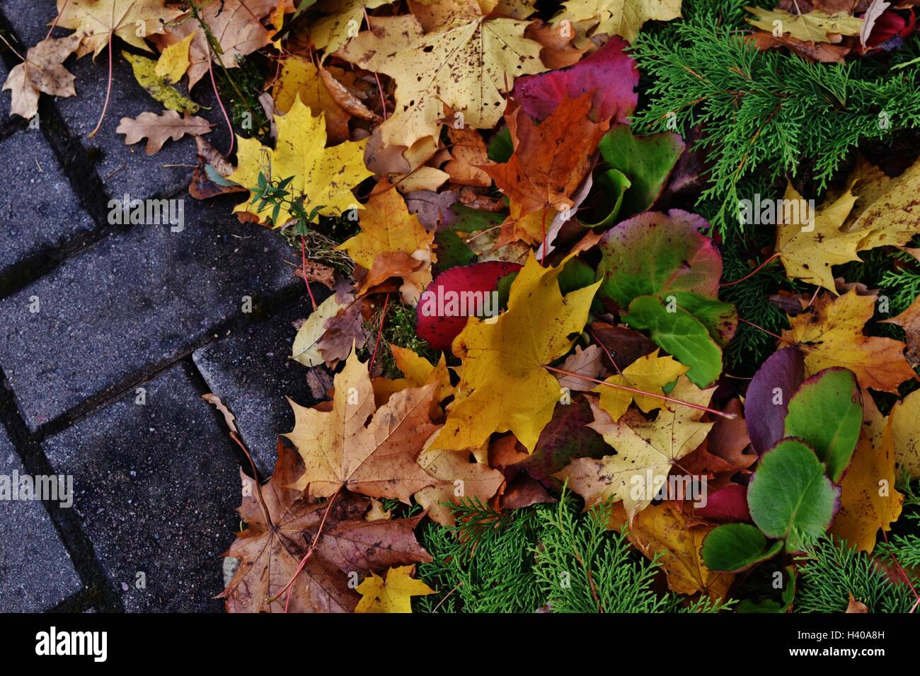 Piacevoli i colori autunnali Foto Stock