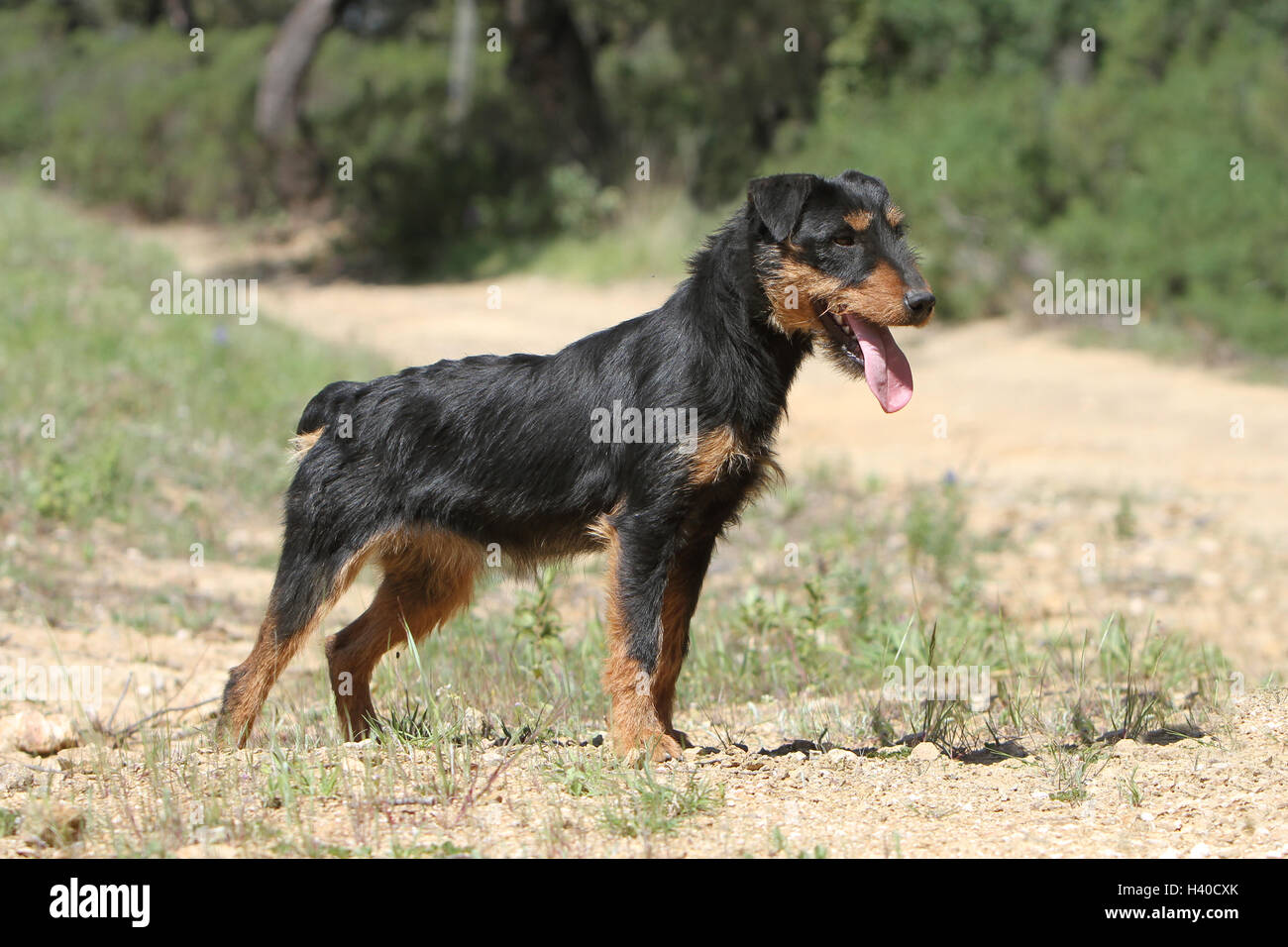 Cane Jagdterrier / jagd terrier / Deutscher Jagdterrier cane da caccia stando attenti foresta standard profilo Foto Stock