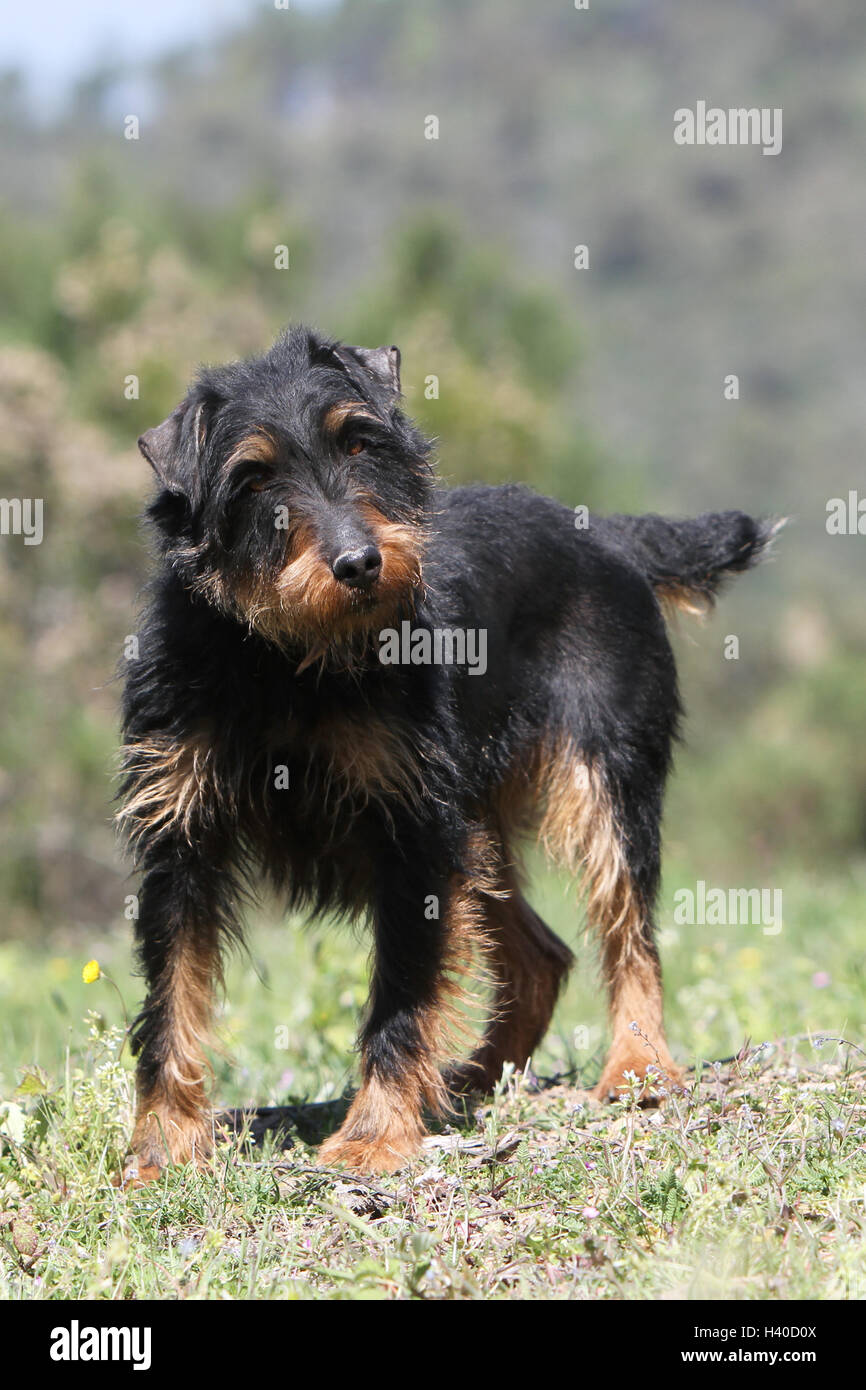 Cane Jagdterrier / jagd terrier / Deutscher Jagdterrier cane da caccia permanente foresta attento Foto Stock