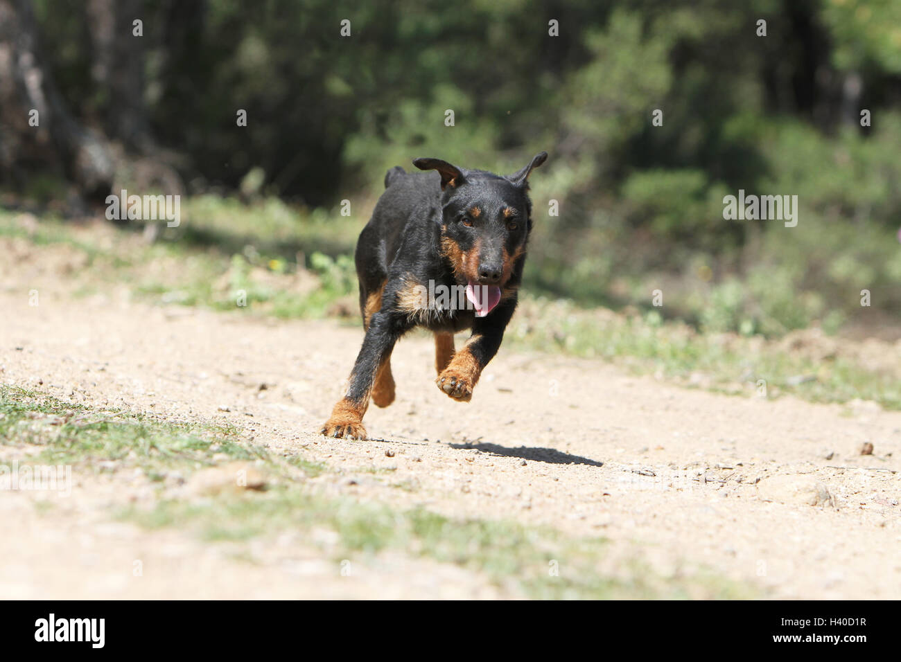 Cane Jagdterrier / jagd terrier / Deutscher Jagdterrier permanente degli adulti in foresta, foresta Foto Stock