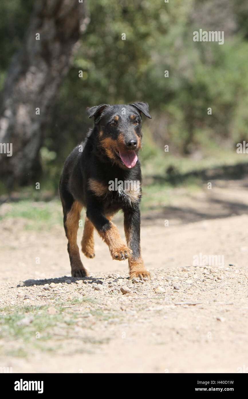Cane Jagdterrier / jagd terrier / Deutscher Jagdterrier permanente degli adulti in foresta, foresta Foto Stock
