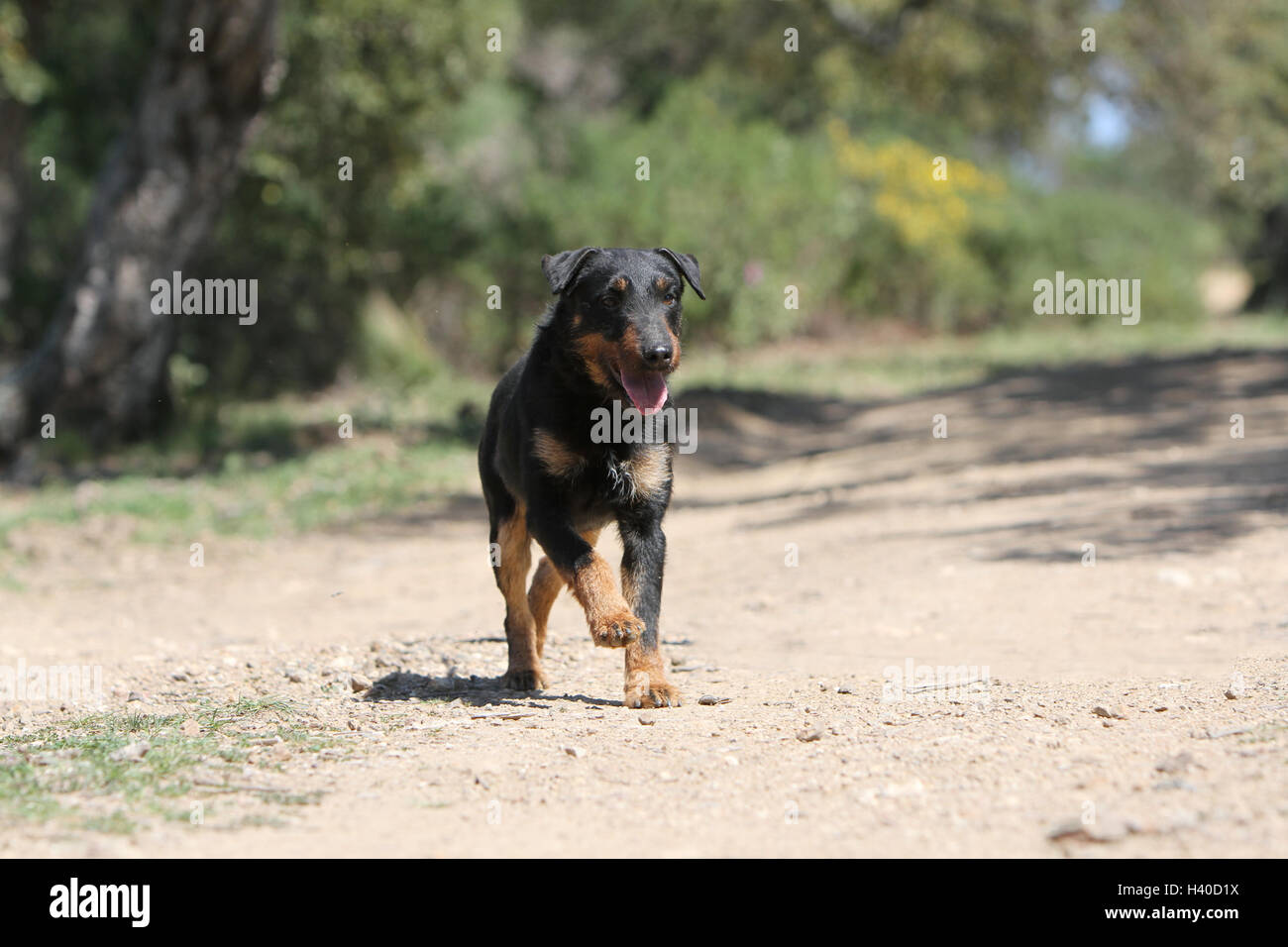 Cane Jagdterrier / jagd terrier / Deutscher Jagdterrier permanente degli adulti in foresta, foresta Foto Stock