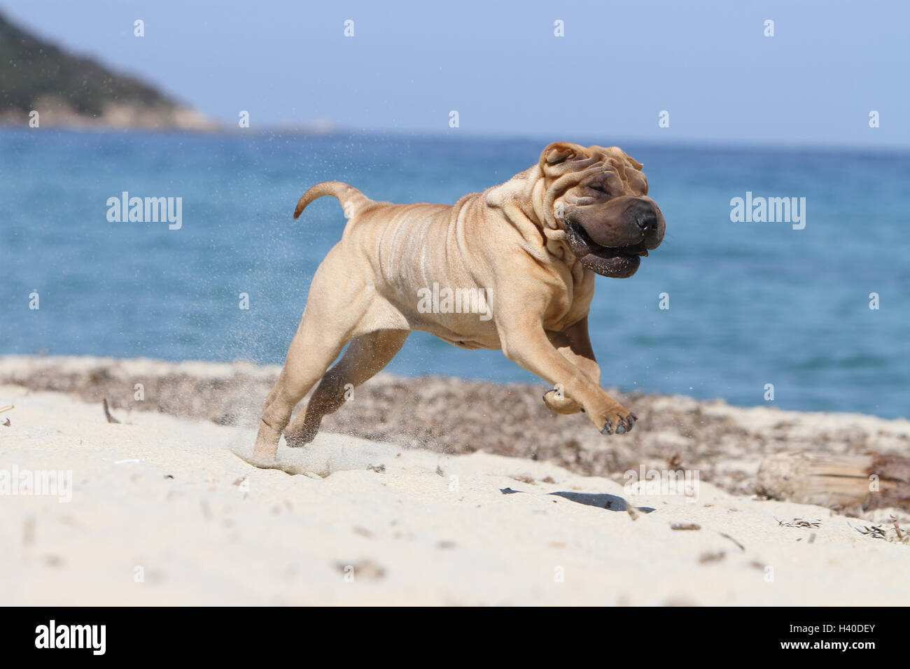 Cane Shar Pei adulto in esecuzione sulla spiaggia vacanze Foto Stock