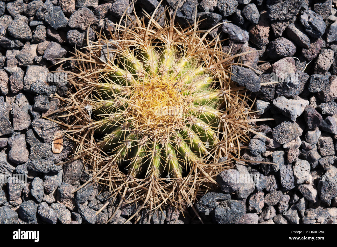 Fuerteventura Isole Canarie, Nord Africa, Spagna: natura e flora, una succulenta crescono sulle pietre di colore nero Foto Stock