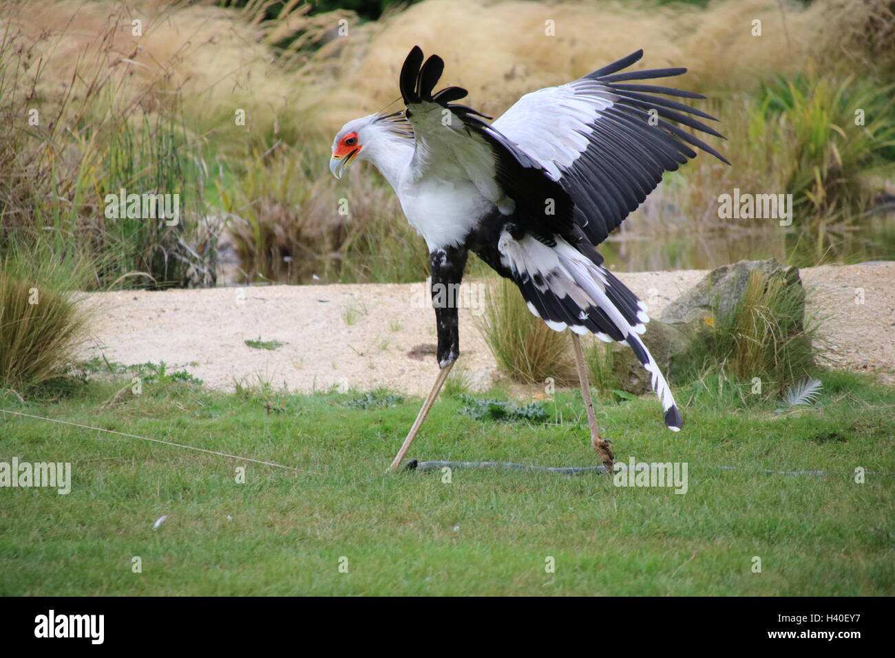 Uccello di segretaria Foto Stock